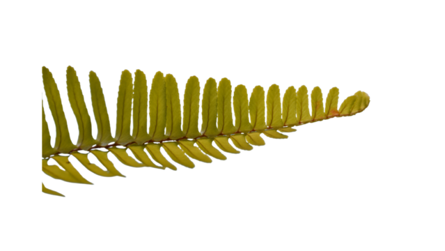 Isolated spring green, leafy plant with transparent background