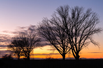 Landscape at sunset with the silhouette of large poplars in winter, sky and mountains in the background. Region of El Páramo, León, Spain.