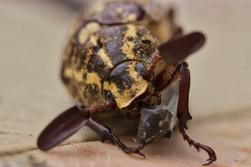 Macro image of a Turkish cockchafer, also Polyphylla fullo.