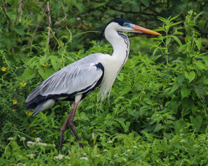 Maguari no Pantanal de Barão de Melgaço, Mato Grosso