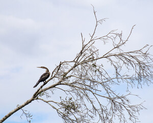 Sikhueta de biguá em árvore seca no Pantanal de Barão de Melgaço, Mato Grosso