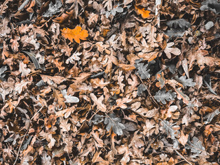 autumn leaves on the ground