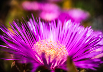 Obraz premium close up of a purple flower