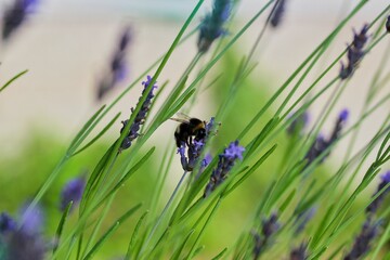Summer image of a bee surrounded by lavender, diffuse background.