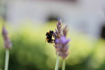 Summer image of a bee surrounded by lavender, diffuse background.