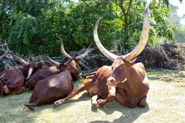 A herd of Watussi cattle lie relaxed in a sunlit meadow.