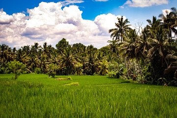 Fototapeta premium rice field
