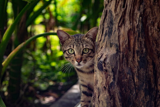 My cat