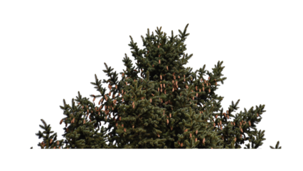 An isolated evergreen tree top with small pinecones against a transparent background