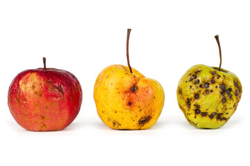 A set of spoiled apples on a white background. Rotten apples. Red yellow and green wilted apples.