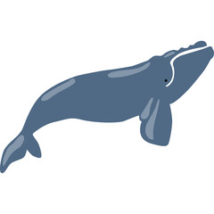 Whale Illustration-10