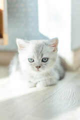 British Shorthair cat, striped gray color a cute and beautiful baby kitten, resting comfortably on sunlight and relaxing on a white wooden floor And look in camera
