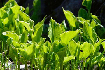 太陽に照らされるうるいの葉っぱ