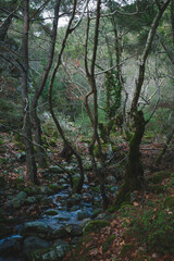 Fototapeta premium morning in the forest