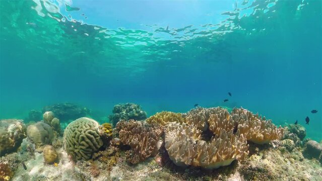 Coral reef underwater with tropical fish. Hard and soft corals, underwater landscape. Travel vacation concept. Philippines.