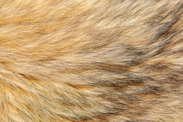 Beautiful spotted fur close-up. Texture of brown animal wool. Dog fur.