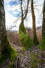 Oberlausitzer Heide- und Teichlandschaft- Umschlingende Birken mit Moos