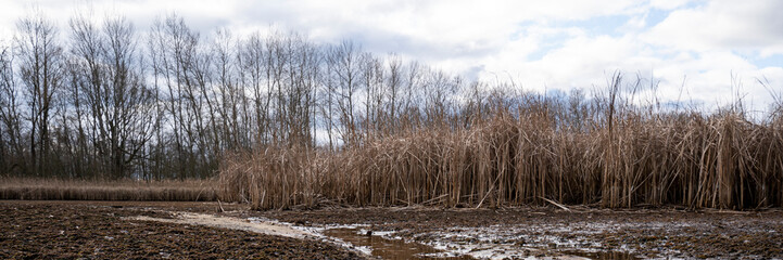 Oberlausitzer Heide- und Teichlandschaft- Teichgebiet Lomske im Winter 2