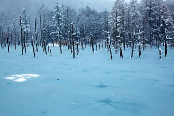 雪降る朝の青い池(美瑛町）