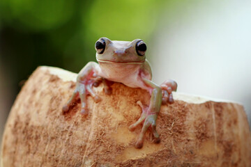 Dynpy frog, green tree frog in the coconut shell