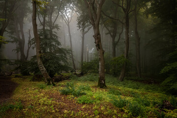 Buchen Wald Nebel Jasmund Nationalpark Sassnitz Insel Rügen