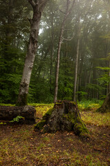 Buchen Wald Nebel Jasmund Nationalpark Sassnitz Insel Rügen