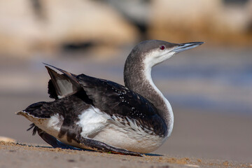 large waterfowl in its natural habitat, Black-throated Loon, Gavia arctica	