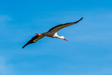 Obraz premium Storks colony in a protected area at Los Barruecos Natural Monument, Malpartida de Caceres, Extremadura, Spain.