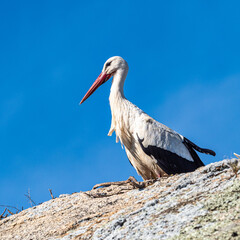 Storks colony in a protected area at Los Barruecos Natural Monument, Malpartida de Caceres, Extremadura, Spain.