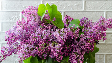 a branch of flowering lilacs on a white background, spring