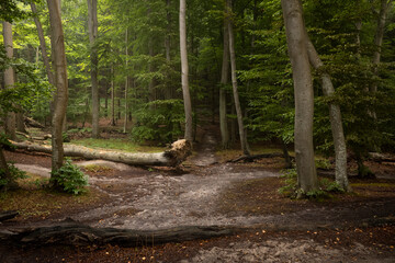 Buchen Wald Jasmund Nationalpark Sassnitz Insel Rügen