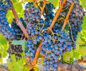 Grape variety Pinotage vine on the vine in the wine-growing region of Stellenbosch South Africa