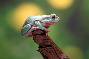 Dumpy frog, green tree frog on the branch