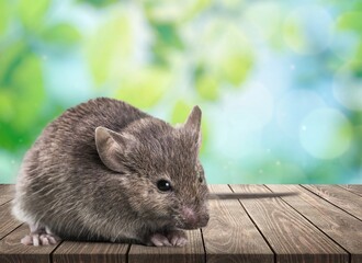 Cute small wild rat on the desk