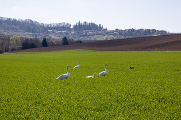 Schwäne in einem Feld 