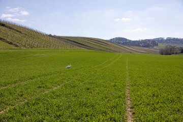 Schwäne in einem Feld 
