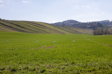 Obraz premium Schwäne in einem Feld 