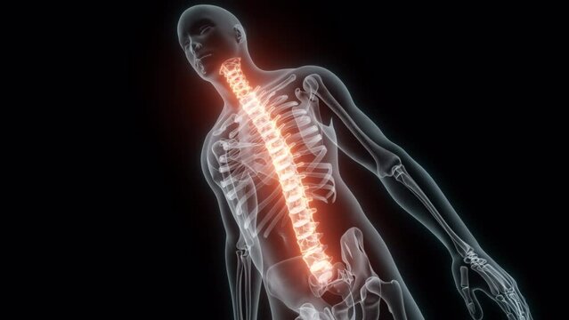 3D Rendering of a Medical Animation of the Spine. X-ray of the Spine.