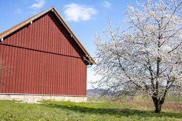 Obraz premium Kirschblüte vor einer roten Scheune