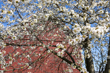 Kirschblüte vor einer roten Scheune