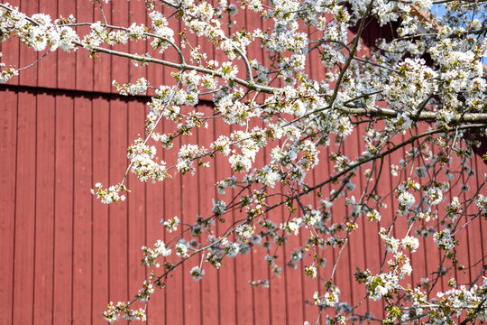 Kirschbl&uuml;te vor einer roten Scheune