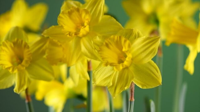 Daffodils Narcissus spring flowers. Bunch of Easter Yellow Daffodil over green background, nature backdrop, close up. Rotating