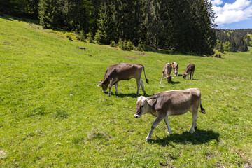 Kühe auf Alm