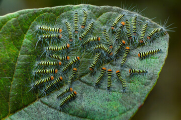 Caterpillars hatching leaf green hairy