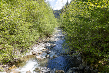 Wundervoller Gebirgsfluss in den Alpen von Wald umgeben 
