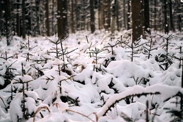 Young evergreen tree sapling covered with snow. Woods reforestation in Europe