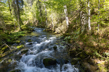 Wundervoller Gebirgsfluss in den Alpen von Wald umgeben 