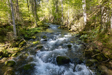 Wundervoller Gebirgsfluss in den Alpen von Wald umgeben 