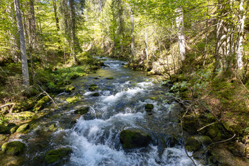 Wundervoller Gebirgsfluss in den Alpen von Wald umgeben 