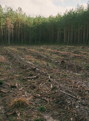 Concept of deforestation and environmental damage in the forests of Europe. Area of illegal deforestation.